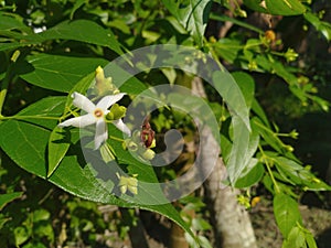 Nyctanthes arbor-tristis. theÂ night-flowering jasmine. Parijat. Hengra bubarÂ orÂ ShiuliÂ is a species ofÂ NyctanthesÂ native.